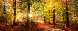 Fotobehang kleurrijk bos (zon door bomen)_AS292873910